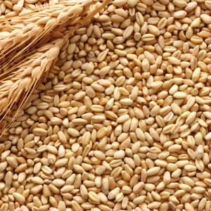 Durum Wheat